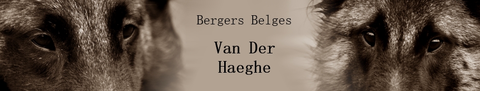 Bergers Belges Van Der Haeghe