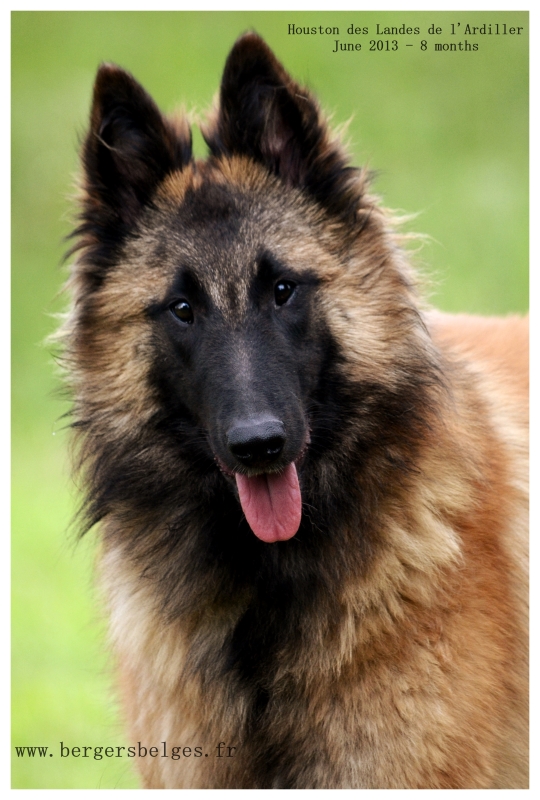 Houston — June 2013, 8 months