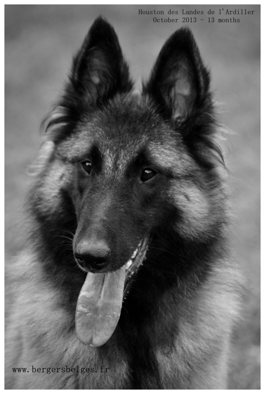 Houston — October 2013, 13 months