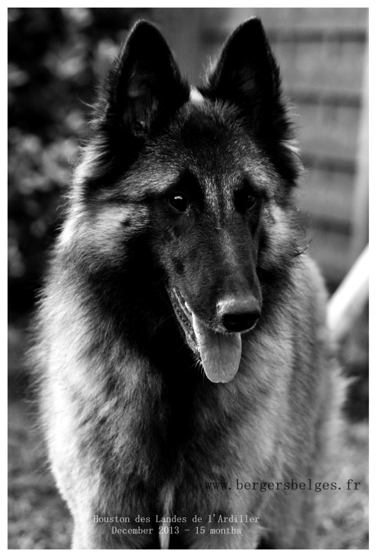 Houston — December 2013, 15 months