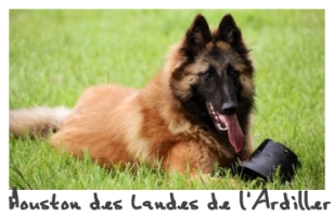 Houston des Landes de l'Ardiller