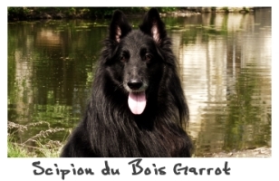 Scipion du Bois Garrot